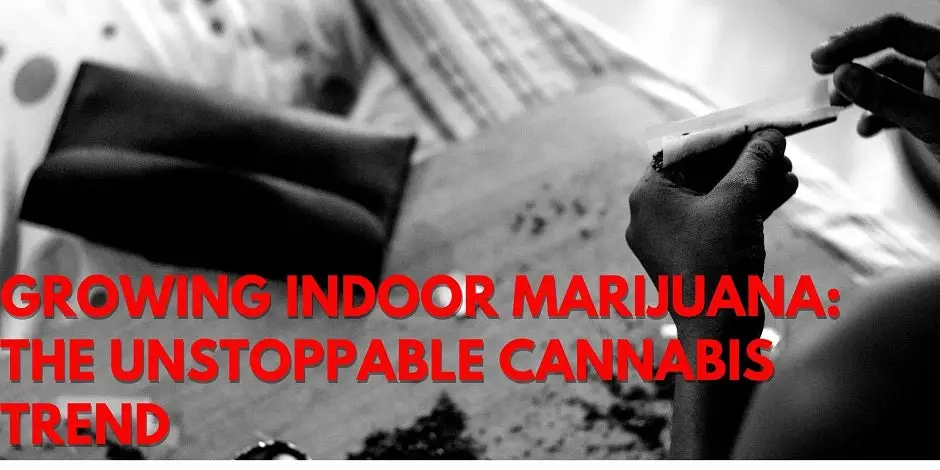 Growing Indoor MMJ: The Unstoppable Cannabis Trend