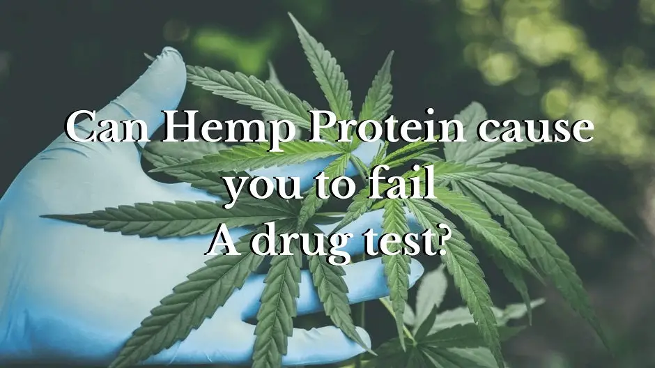 Can Hemp Protein Cause You To Fail A Drug Test?