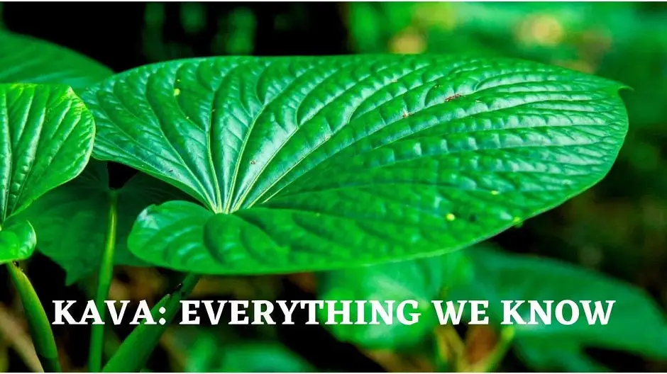 Kava: Everything We Know